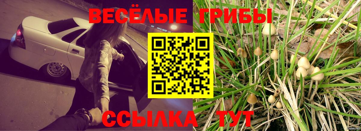 Галлюциногенные грибы Psilocybe Калач-на-Дону